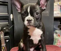 Two male Frenchton puppies for sale - 2