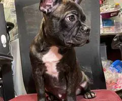 Two male Frenchton puppies for sale - 4