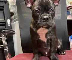 Two male Frenchton puppies for sale - 5