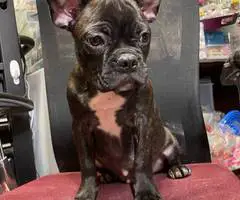 Two male Frenchton puppies for sale - 6