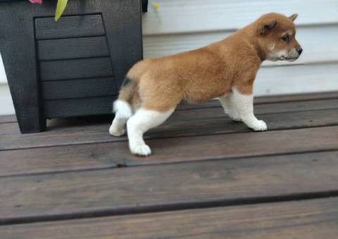 10 weeks old Shiba Inu Puppies for Sale