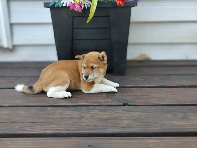 10 weeks old Shiba Inu Puppies for Sale - 2/5