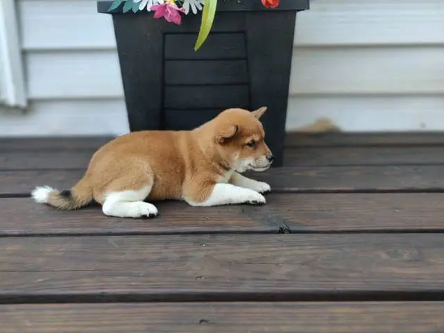 10 weeks old Shiba Inu Puppies for Sale - 3/5
