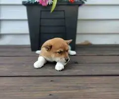 10 weeks old Shiba Inu Puppies for Sale - 5