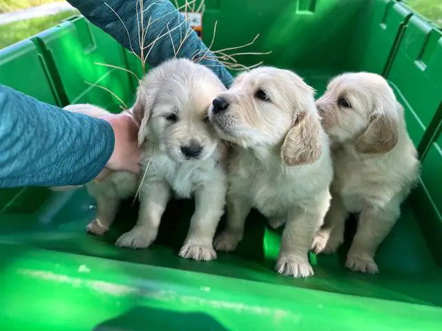3 male AKC Golden Retriever Puppies For Sale - 1/5