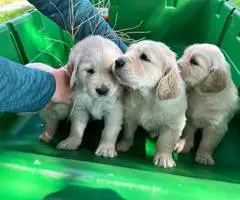 3 male AKC Golden Retriever Puppies For Sale - 1