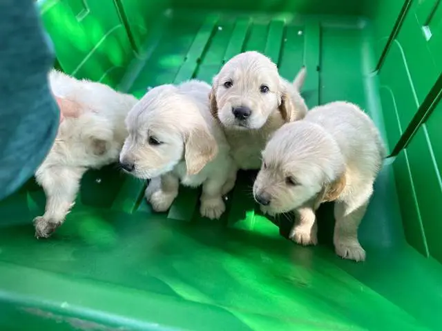 3 male AKC Golden Retriever Puppies For Sale - 3/5