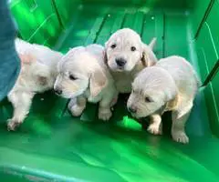 3 male AKC Golden Retriever Puppies For Sale - 3