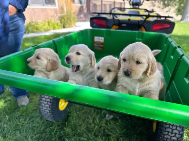 3 male AKC Golden Retriever Puppies For Sale - 5/5