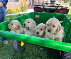 3 male AKC Golden Retriever Puppies For Sale - 5