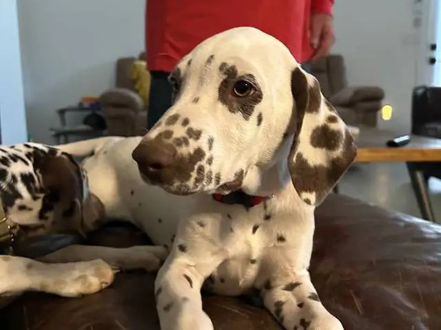 4 months old liver dalmatian for sale - 1/4