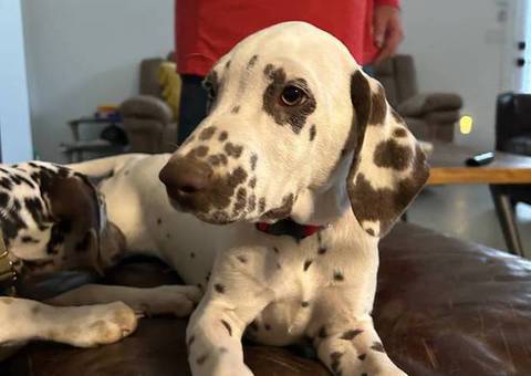4 months old liver dalmatian for sale