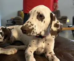 4 months old liver dalmatian for sale