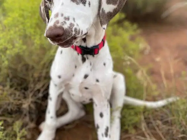 4 months old liver dalmatian for sale - 2/4