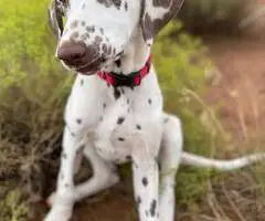 4 months old liver dalmatian for sale - 2