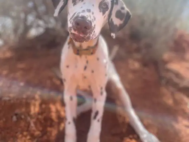 4 months old liver dalmatian for sale - 3/4