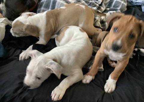 American Bully puppies for sale