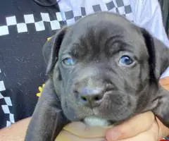 American Bully puppies for sale - 2