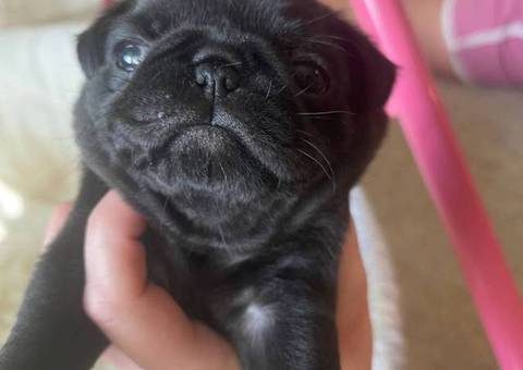 Purebred solid black pug puppies for sale