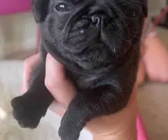 Purebred solid black pug puppies for sale - 2