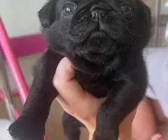 Purebred solid black pug puppies for sale - 3