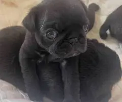 Purebred solid black pug puppies for sale - 4