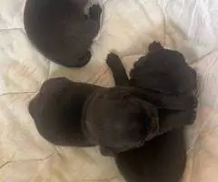 Purebred solid black pug puppies for sale - 5
