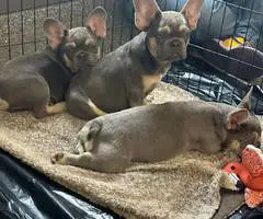 5 months old French Bulldog pups for sale