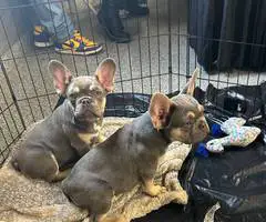 5 months old French Bulldog pups for sale - 2