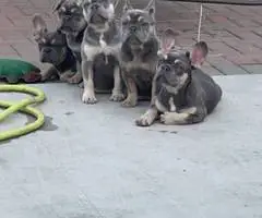 5 months old French Bulldog pups for sale - 4