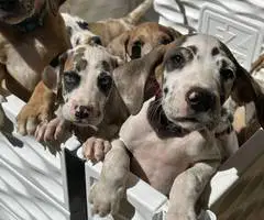 6 fawn and merle Great Dane pups for sale