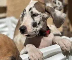 6 fawn and merle Great Dane pups for sale - 2