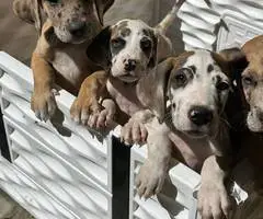 6 fawn and merle Great Dane pups for sale - 3