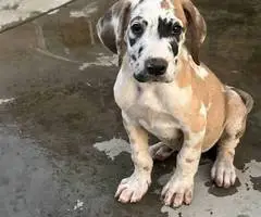 6 fawn and merle Great Dane pups for sale - 4
