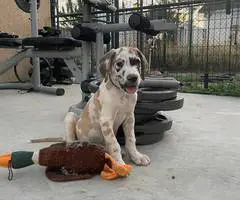6 fawn and merle Great Dane pups for sale - 5