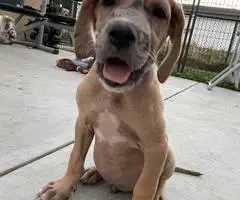 6 fawn and merle Great Dane pups for sale - 6