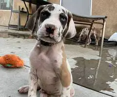 6 fawn and merle Great Dane pups for sale - 9