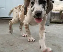 6 fawn and merle Great Dane pups for sale - 11