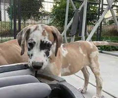 6 fawn and merle Great Dane pups for sale - 14
