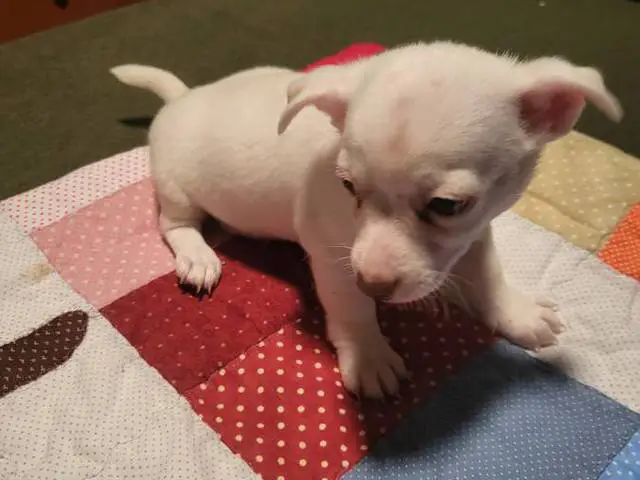 2 Cute Little Chihuahua puppies for sale - 1/6