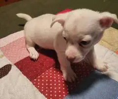 2 Cute Little Chihuahua puppies for sale