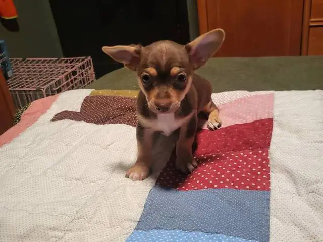 2 Cute Little Chihuahua puppies for sale - 4/6