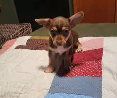 2 Cute Little Chihuahua puppies for sale - 4