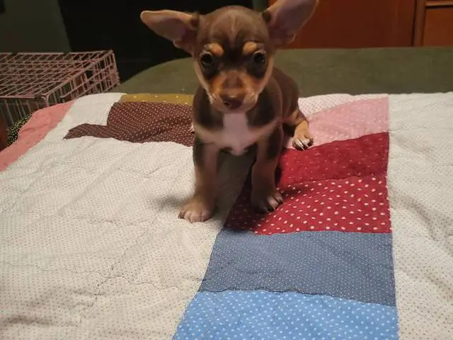 2 Cute Little Chihuahua puppies for sale - 5/6