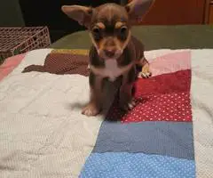 2 Cute Little Chihuahua puppies for sale - 5
