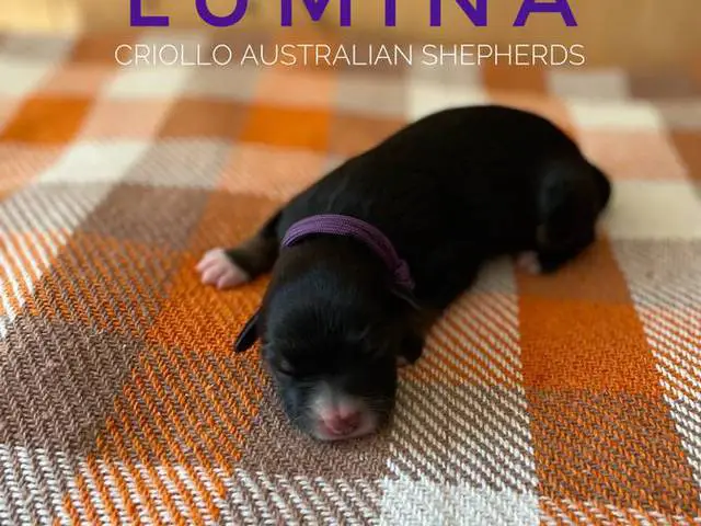 ASDR Australian Shepherd puppies for Sale - 1/7