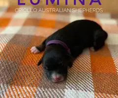 ASDR Australian Shepherd puppies for Sale