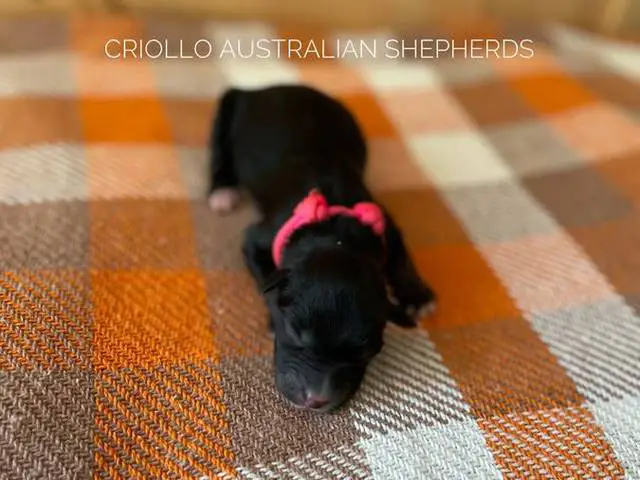 ASDR Australian Shepherd puppies for Sale - 2/7