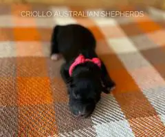 ASDR Australian Shepherd puppies for Sale - 2