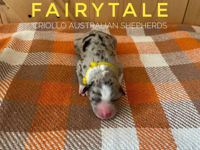 ASDR Australian Shepherd puppies for Sale - 3/7